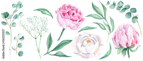 Watercolour floral set isolated on white background. White and pink peonies, green leaves, eucalyptus and gypsophila branches . Watercolor hand drawn botanical illustration. Ideal for bouquets