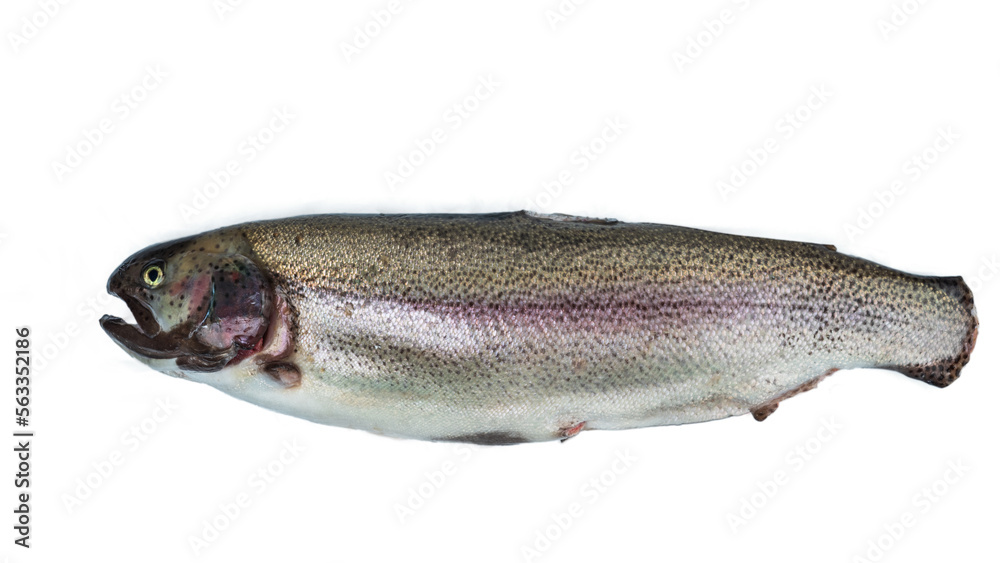 Rainbow trout carcass with trimmed fins. Isolated on a white background. Rainbow trout carcass with trimmed fins. Isolated on a white background.
