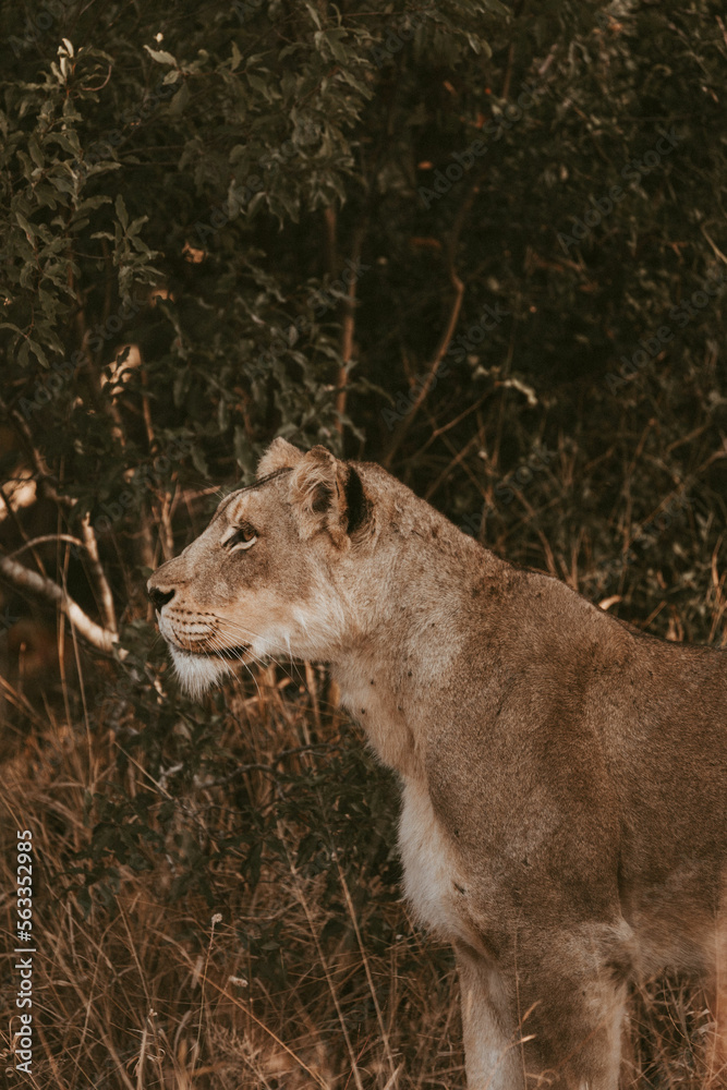 Obraz premium Hunting lioness