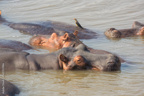 Hippo in the river