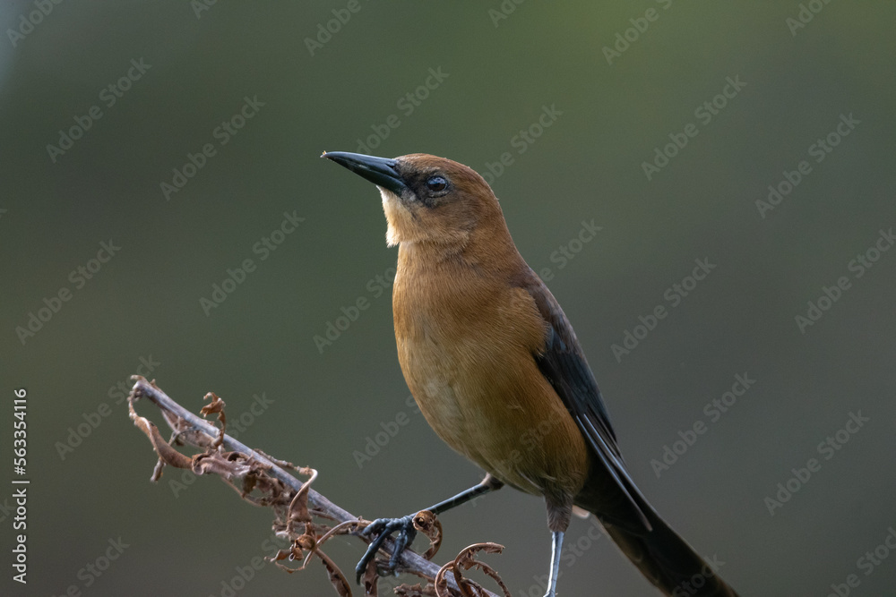 Boat-tailed grackle. Boat-tailed grackle.