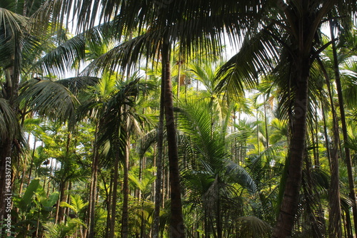 coconut tree near the beach