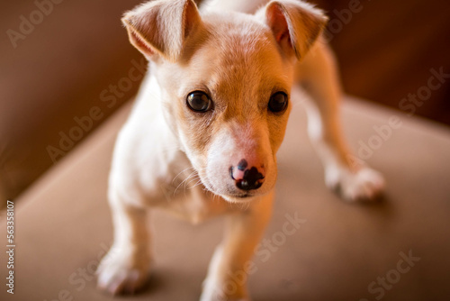 Photography dog playing at home running from side to side, making a mess, only in stylish po