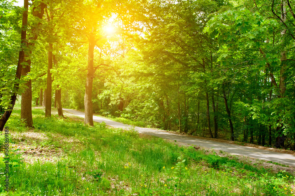 Fototapeta premium Sunlight in the green forest, spring.