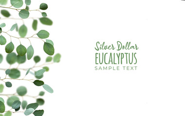 Eucalyptus twigs, decorative border isolated on white background. Delicate grey green silver dollar eucalyptus leaves, copy-space, text space. Flat lay, top view overhead.