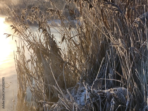 reeds in the water