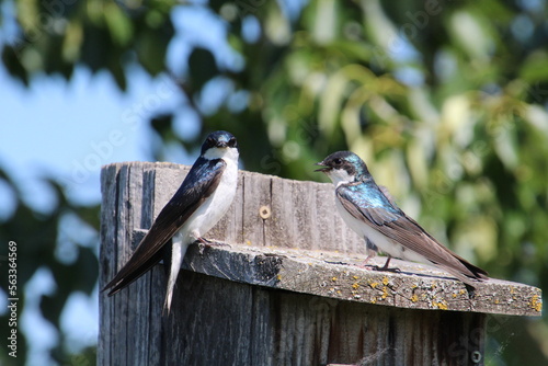 Tree Swallows On The Nesting Box, Pylypow Wetlands, Edmonton, Alberta