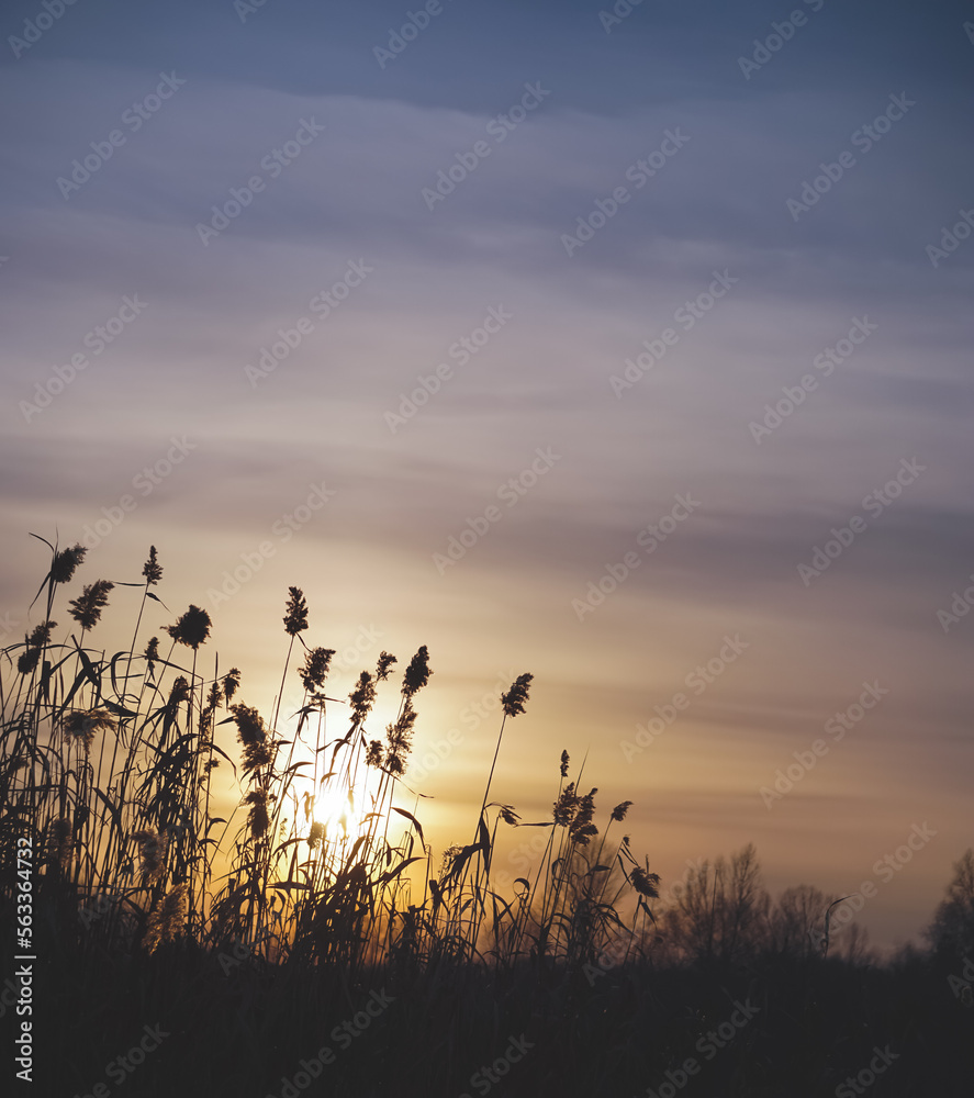 Obraz premium Evening landscape in winter at sunset and reeds with pampas grass in the control light of the sunset, warm sunset with plants
