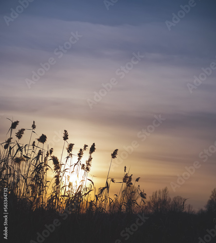 Evening landscape in winter at sunset and reeds with pampas grass in the control light of the sunset, warm sunset with plants