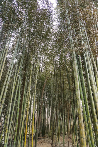 bamboo forest on the river