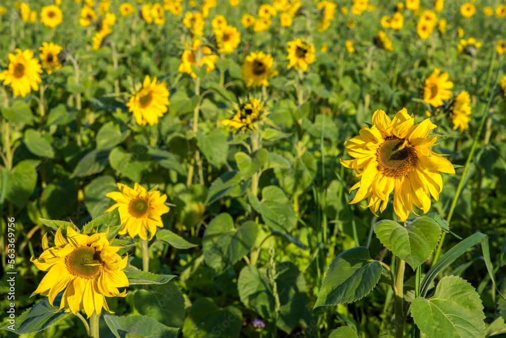 Champ de tournesol Champ de tournesol