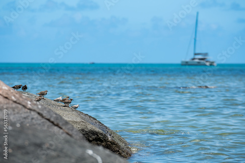 Seabirds on a rock, a boat in the background, at Anse Volbert beach on the Seychelles.