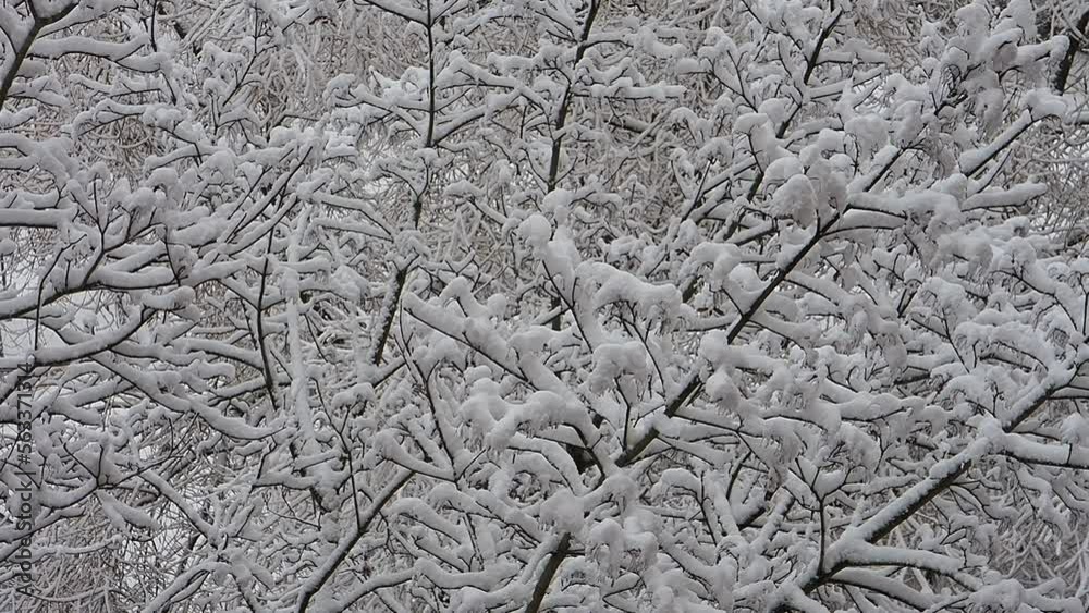 video winter park in city snowy branch tree video winter park in city snowy branch tree