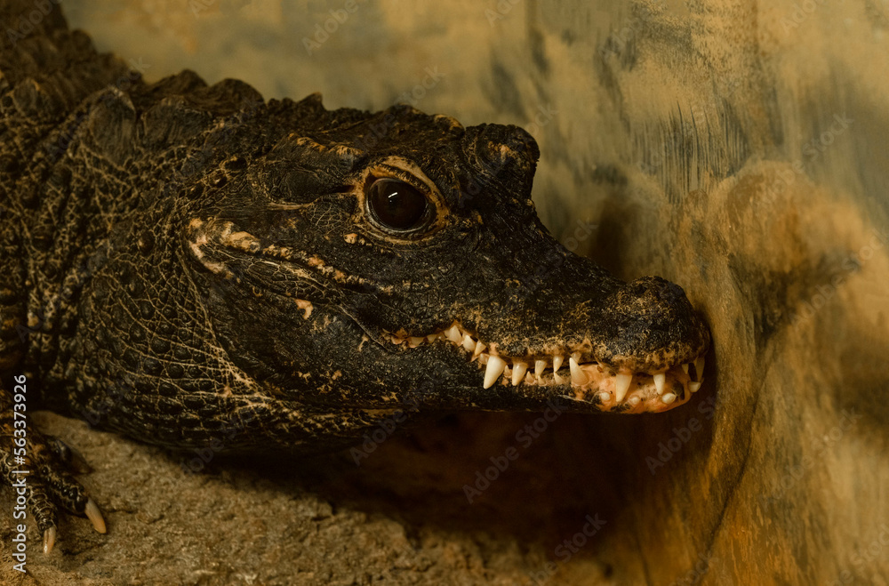 Obraz premium American dwarf crocodile in captivity is in a holding tank