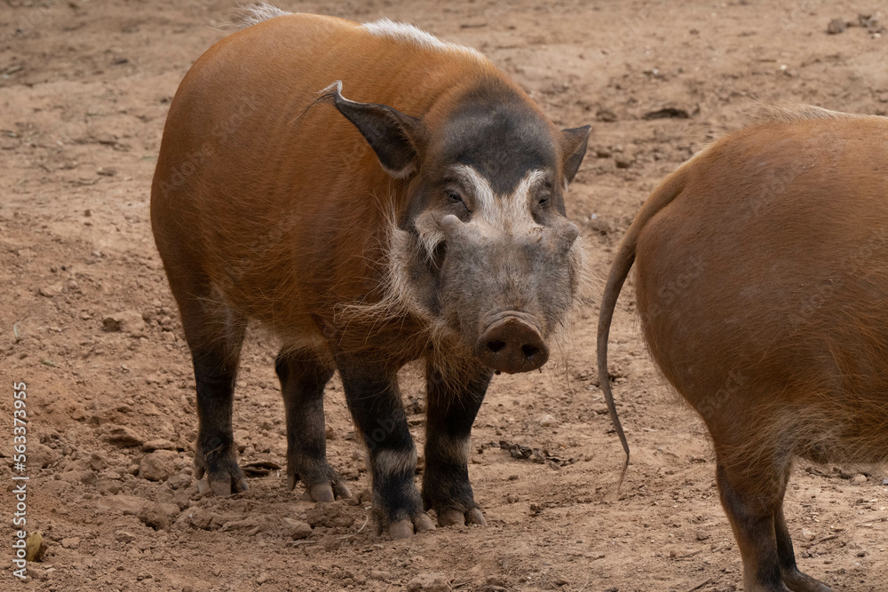 red river hog in captivity gets a close up on a sunny day red river hog in captivity gets a close up on a sunny day