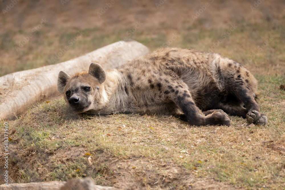 spotted hyena in captivity is laying down and resting spotted hyena in captivity is laying down and resting