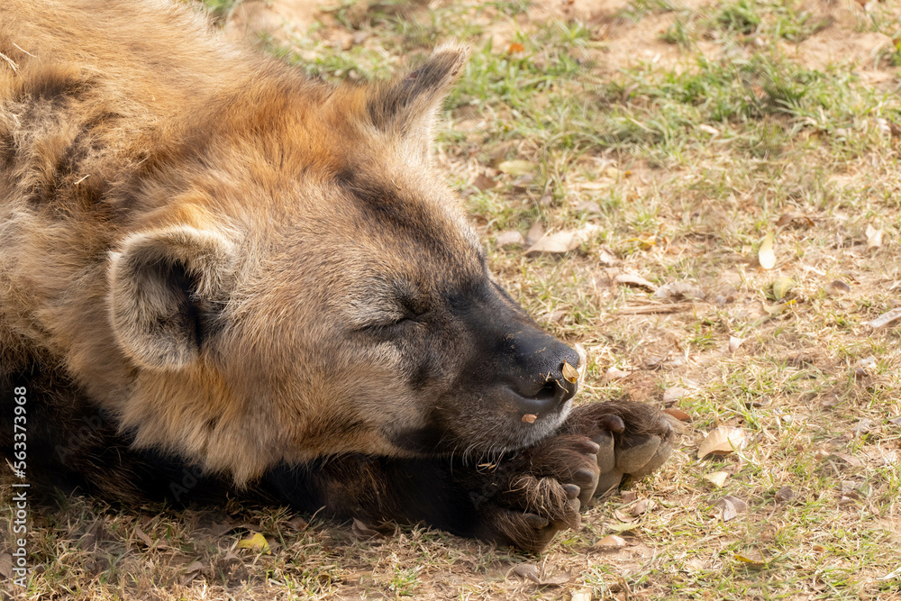 Naklejka premium spotted hyena in captivity is laying down and resting
