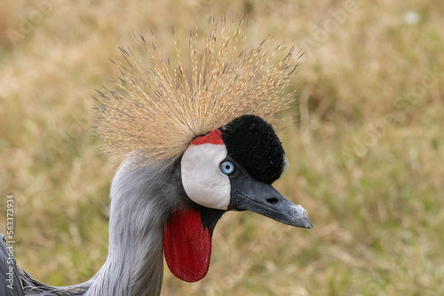 east African crowned crane gets a close up on a sunny day in the grasslands