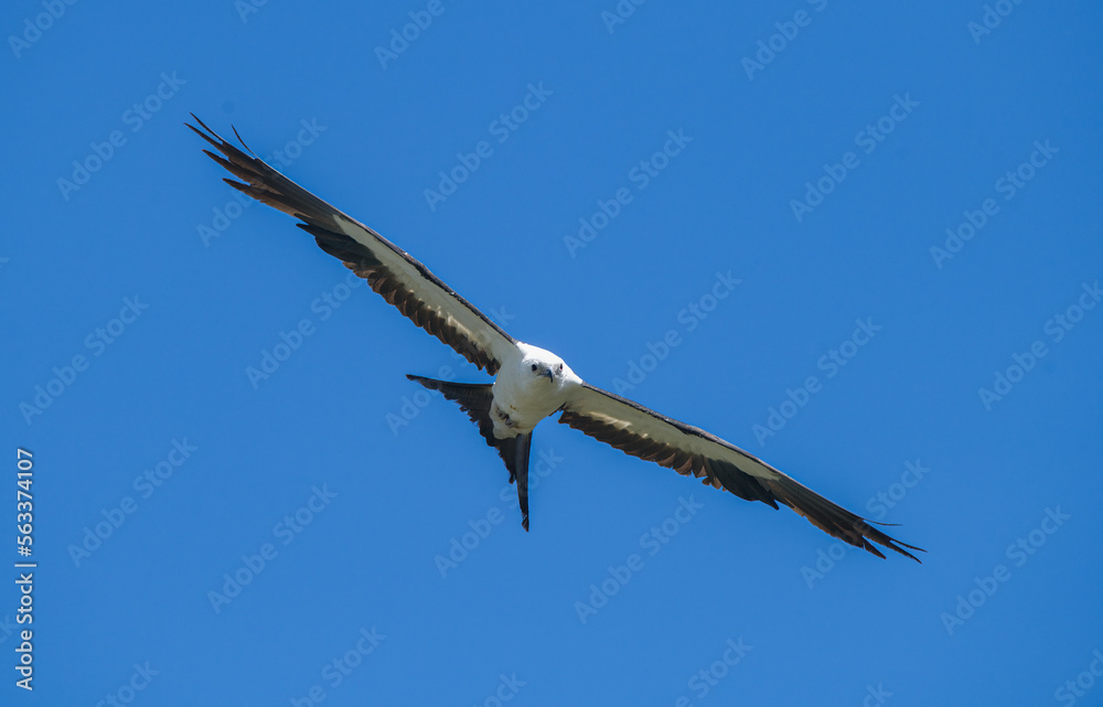 Swallow tailed kite - Elanoides forficatus - in flight with mouth open at camera with blue sky background in North Florida Swallow tailed kite - Elanoides forficatus - in flight with mouth open at camera with blue sky background in North Florida