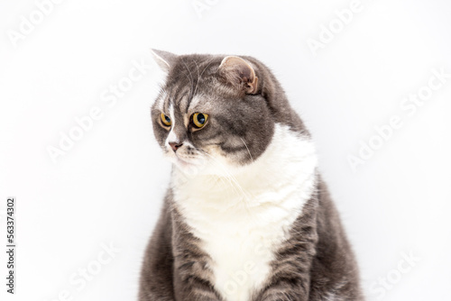 Fototapeta Naklejka Na Ścianę i Meble -  Portrait of a cat of the British breed on a white background. Pets concept.
