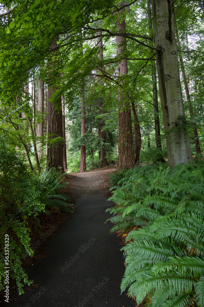 Fototapeta premium Path in the forest without people. Active recreation in nature. Bicycle path. Beautiful forest in summer. Hiking trail