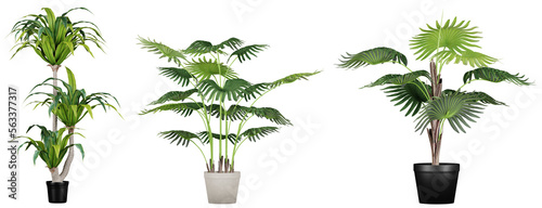 plants in pots isolated on transparent or white background