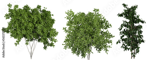 outdoor bush and tree plant isolated on transparent or white background