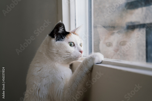 White cat with black and brown spots looking out the window with its reflection in the glass.