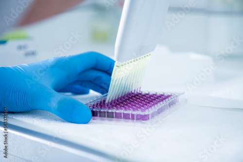 Obraz na plátne cell culture at the  biosafety cabinet