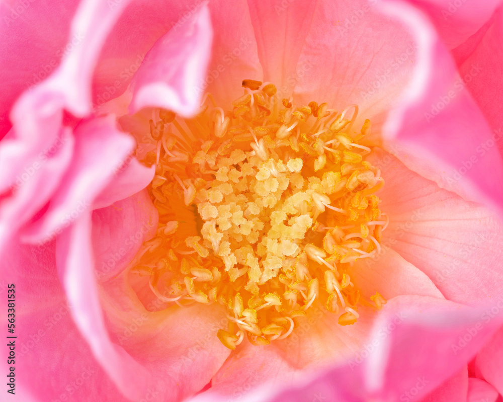Pink Rose flowers focus stacking close up for love wedding and valentines day