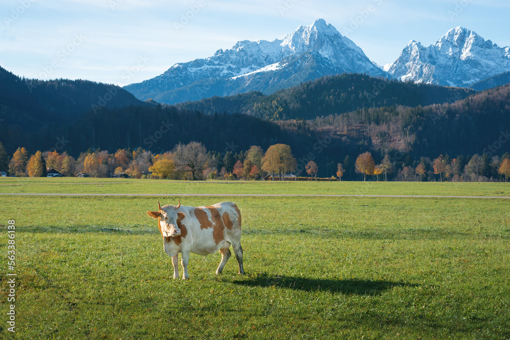 Cow with Alps mountains on background - Schwangau, Bavaria, Germany