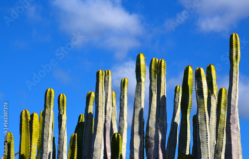 Euphorbia canariensis or Cardon canario cactus plants on a blue sky background.Tropical exotic succulents concept with copy space.Selective focus. photo