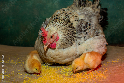 Caring silver mother hen takes care of her newborn chicks
