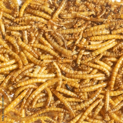 Many mealworms, top view, animal feed protein supplement, fish bait
