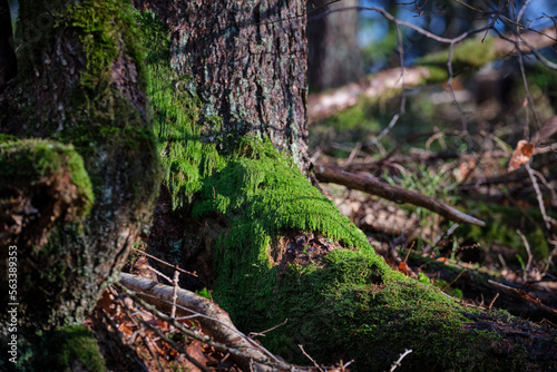 moss covered tree