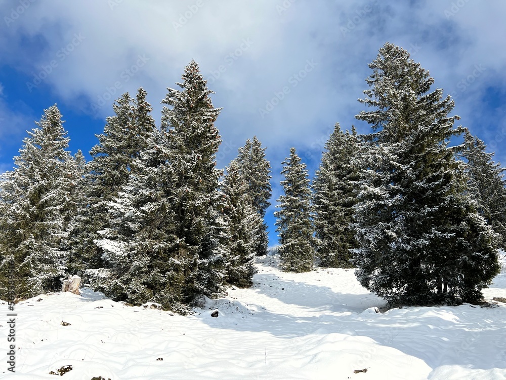 Christmas trees in its natural winter environment and covered with icy snowflakes in the Swiss Alps, Amden - Canton of St. Gallen, Switzerland / Schweiz Christmas trees in its natural winter environment and covered with icy snowflakes in the Swiss Alps, Amden - Canton of St. Gallen, Switzerland / Schweiz