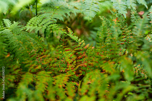 Young and old green fern plant growing in the forest. Some steams with brown pointed leaves mixed with young growing leaves. photo