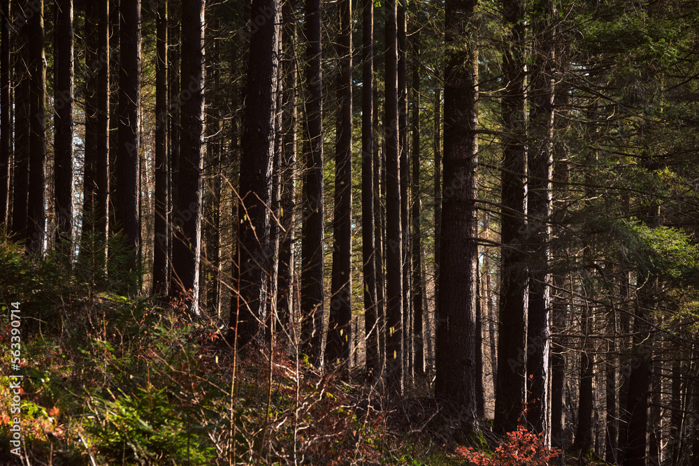 Fototapeta premium forest in the morning