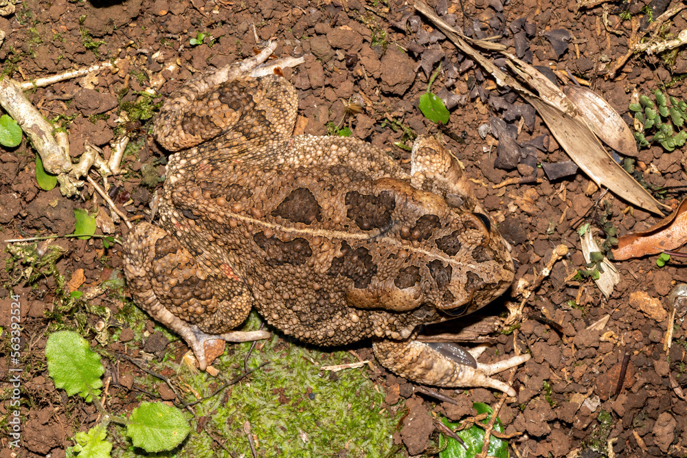 Fototapeta premium Guttural toad (Amietophrynus gutturalis)