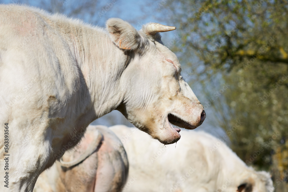 Fototapeta premium Close up of head of white cow with open mouth