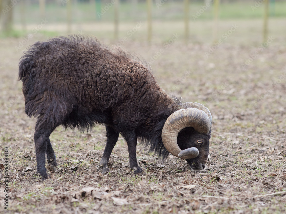 Black male ouessant sheep in meadow in Autumn Black male ouessant sheep in meadow in Autumn