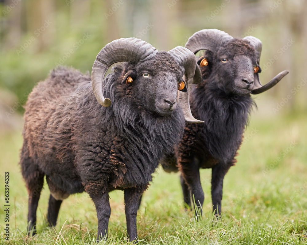 Two brown male ouessant sheep next to each other Two brown male ouessant sheep next to each other