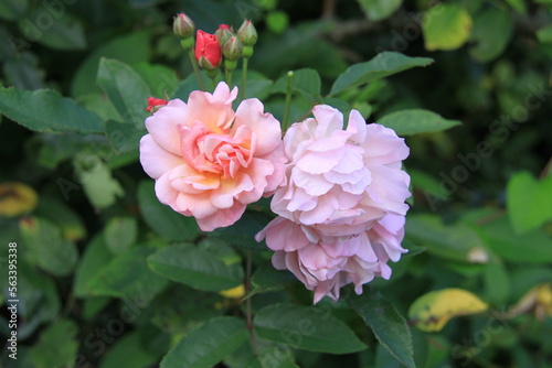 Rose Cornelia