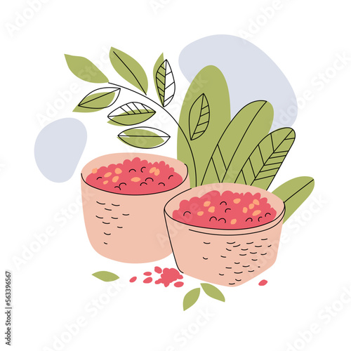 Ripe coffee cherries in baskets collected on the plantation. Production and cultivation of coffee. illustration isolated on a white background. Vector.