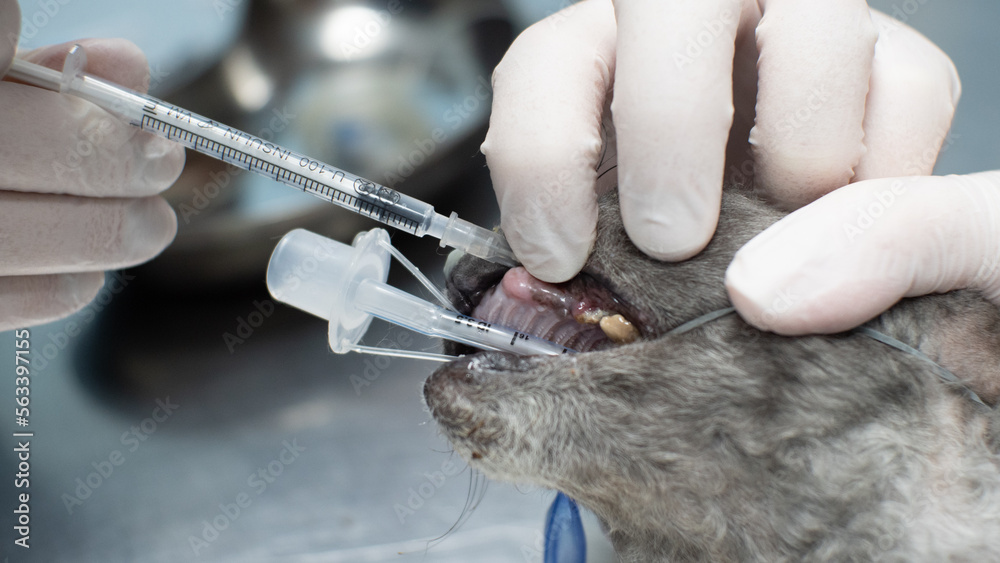A veterinary dentist with a gloved hand injects a syringe with ...