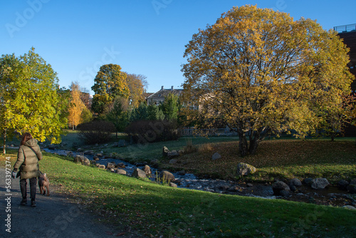 Woman  walks the dog in the park. Beautiful weather. photo