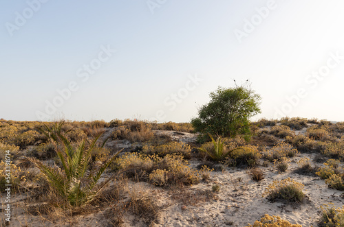 Sunset on the dunes, Praia do Barril. Ria Formosa Natural Park,Algarve