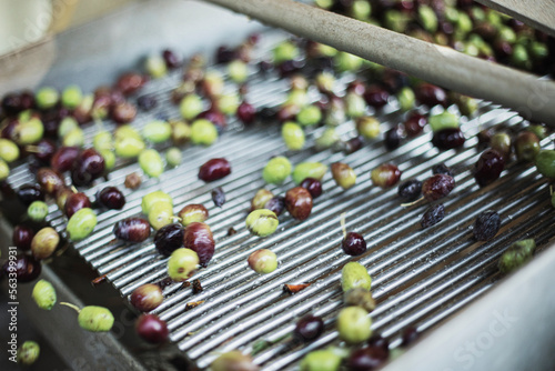 Olive oil production plant. Conveyor belt constantly feeding olives into small scale olive oil mill factory for extracting extra virgin olive oil.