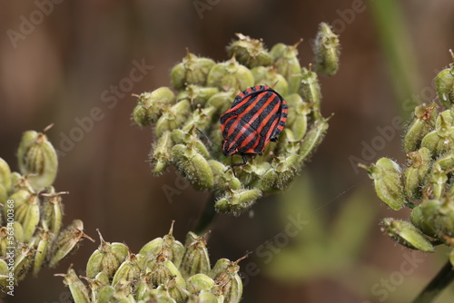 Striped bug (or Italian striped bug) and Minstrel bug (Graphosoma italicum) sitting on plant