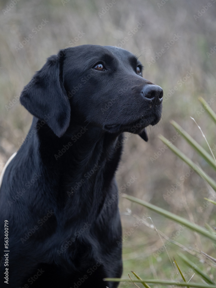 Labrador Retriever purebred dog head in black color